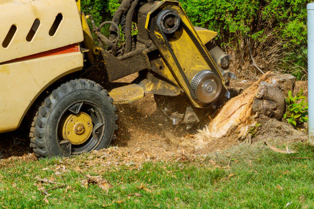 Residential Tree Removal in Milan, NM